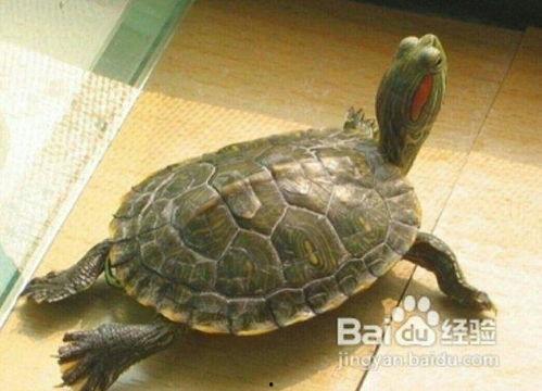 乌龟爬行视频成人网站,成人网站上的另类视觉奇观