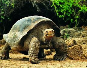 乌龟爬行视频成人网站,成人网站上的另类视觉奇观